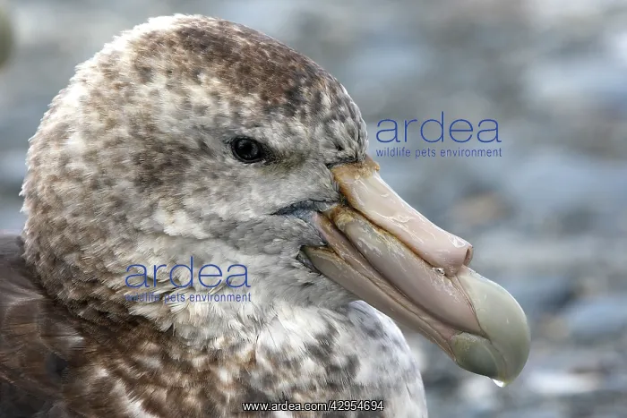 : Southern Giant-Petrel : Southern Giant-Petrel