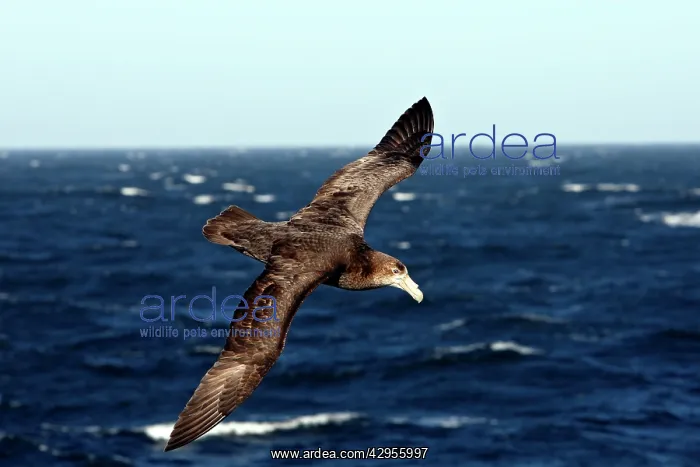 : Southern Giant-Petrel : Southern Giant-Petrel