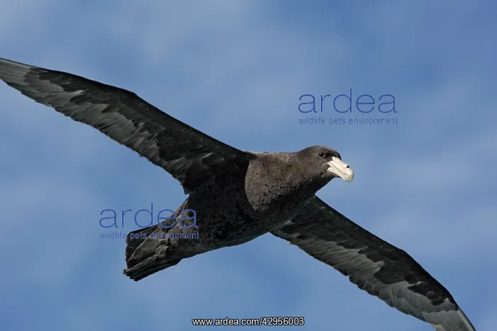 : Southern Giant-Petrel : Southern Giant-Petrel