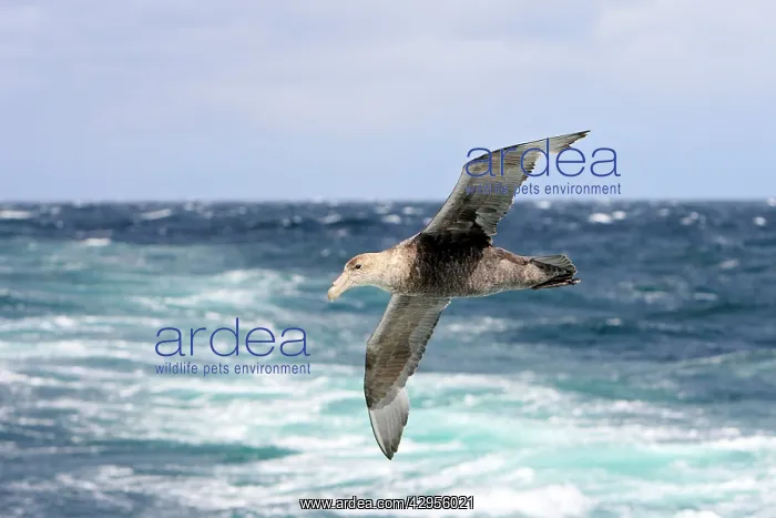 : Southern Giant-Petrel : Southern Giant-Petrel
