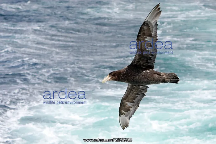 : Southern Giant-Petrel : Southern Giant-Petrel