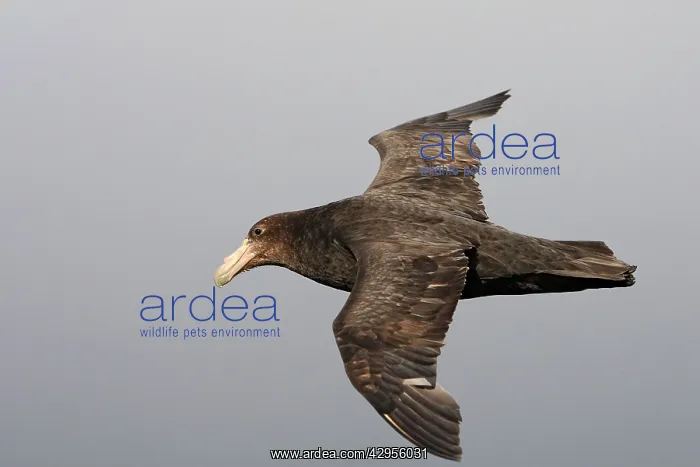 : Southern Giant-Petrel : Southern Giant-Petrel
