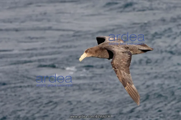 : Southern Giant-Petrel : Southern Giant-Petrel