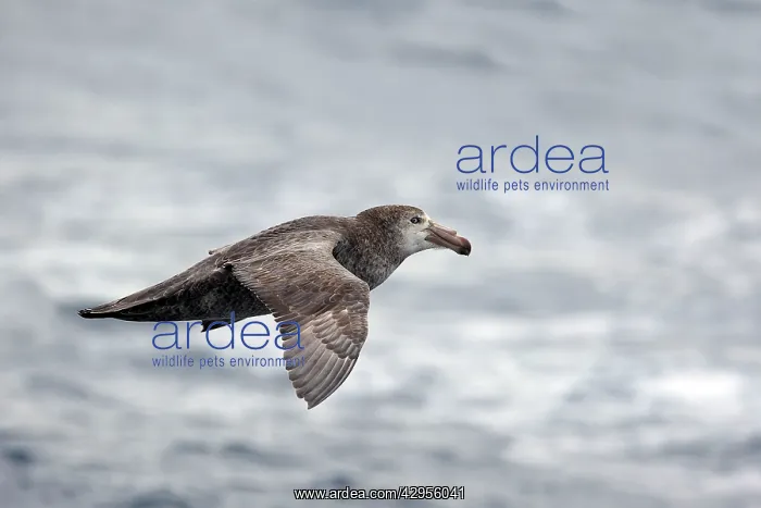  : Southern Giant-Petrel