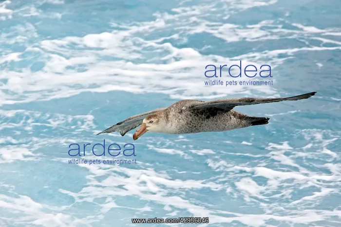 : Southern Giant-Petrel : Southern Giant-Petrel