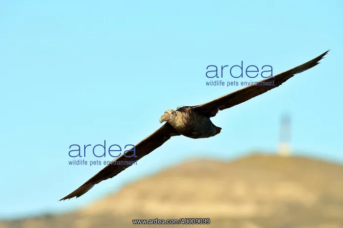 : Southern Giant Petrel : Southern Giant Petrel
