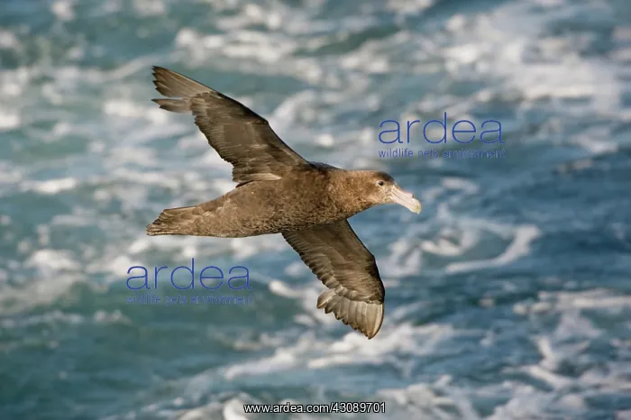 : Southern Giant Petrel : Southern Giant Petrel