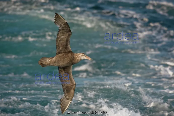: Southern Giant Petrel : Southern Giant Petrel