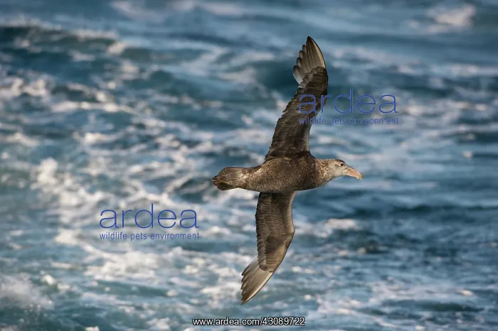 : Southern Giant Petrel : Southern Giant Petrel