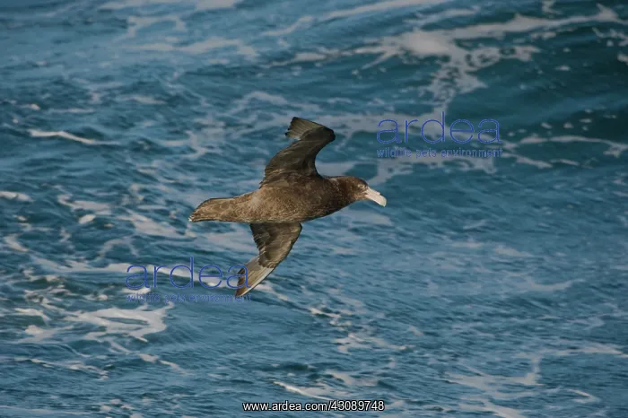 : Southern Giant Petrel : Southern Giant Petrel