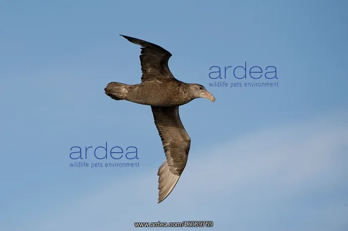  : Southern Giant Petrel