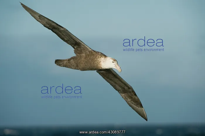 : Southern Giant Petrel : Southern Giant Petrel
