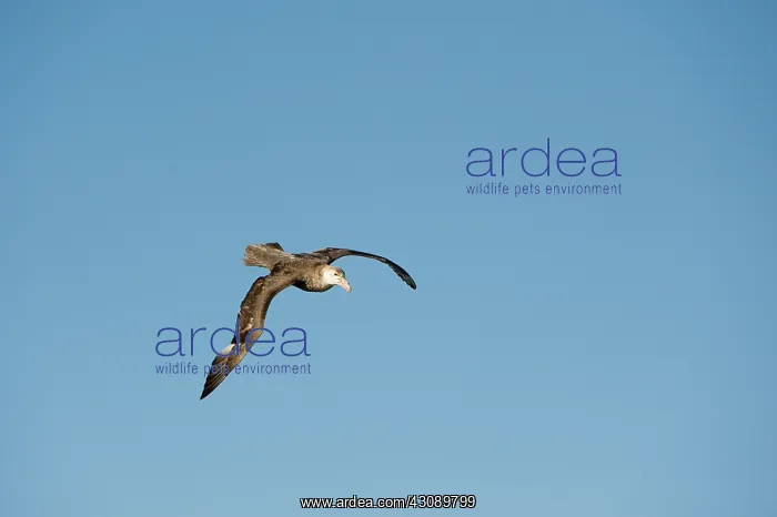 : Southern Giant Petrel : Southern Giant Petrel