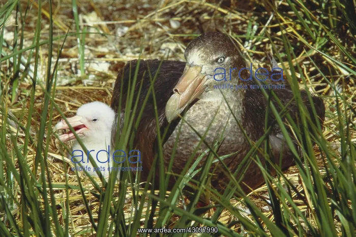 : Southern Giant Petrel : Southern Giant Petrel