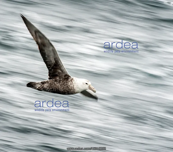 : Southern Giant Petrel / Antarctic Giant Petrel / : Southern Giant Petrel / Antarctic Giant Petrel /