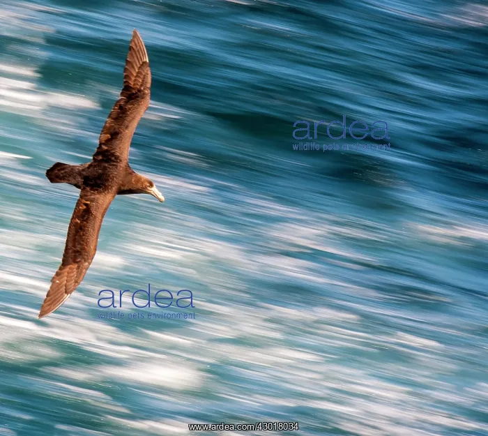 : Southern Giant Petrel / Antarctic Giant Petrel / Giant : Southern Giant Petrel / Antarctic Giant Petrel / Giant