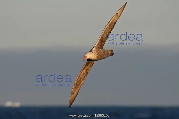 : Southern Giant-Petrel - Antarctica : Southern Giant-Petrel - Antarctica