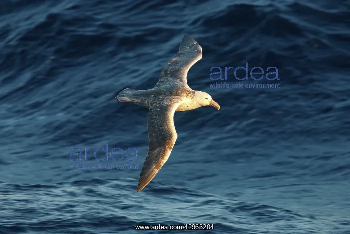 : Southern Giant-Petrel - Antarctica : Southern Giant-Petrel - Antarctica
