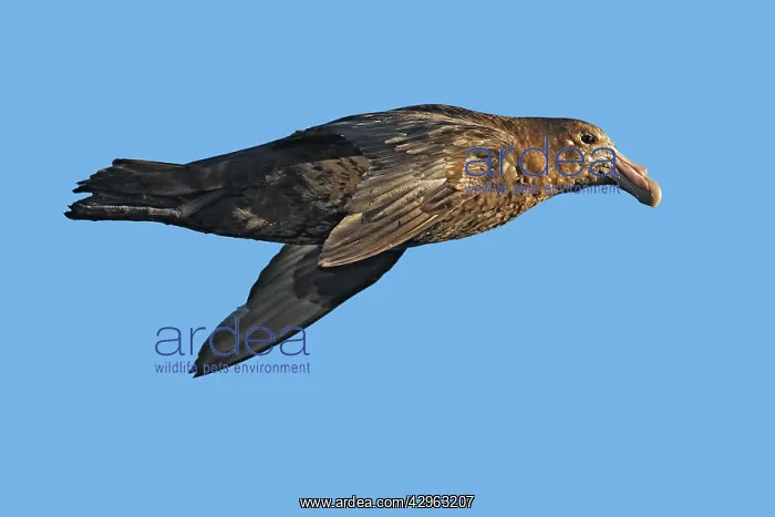 : Southern Giant-Petrel - Antarctica : Southern Giant-Petrel - Antarctica