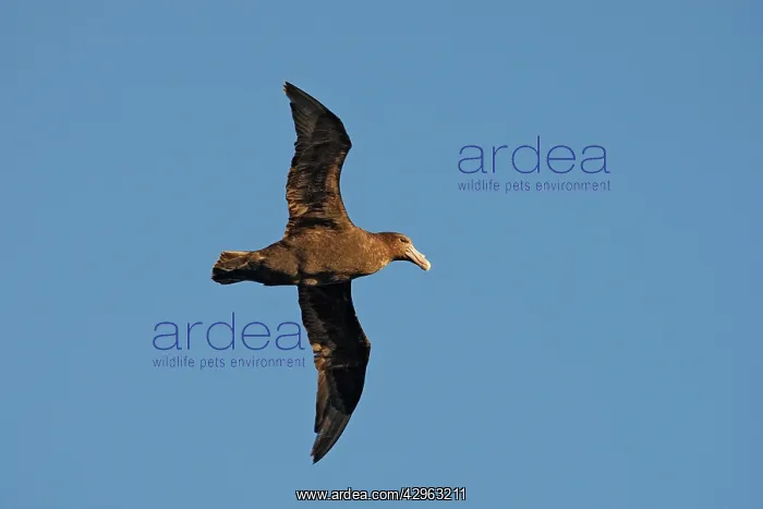 : Southern Giant-Petrel - Antarctica : Southern Giant-Petrel - Antarctica
