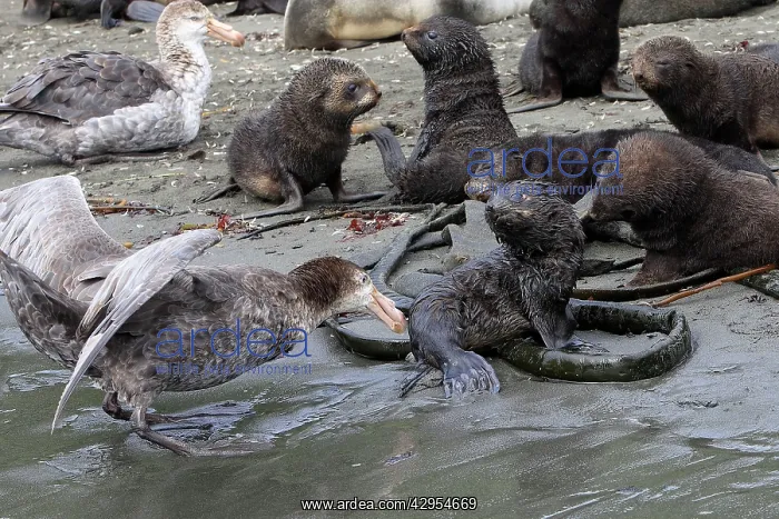: Southern Giant-Petrel - attacks a baby fur seal : Southern Giant-Petrel - attacks a baby fur seal