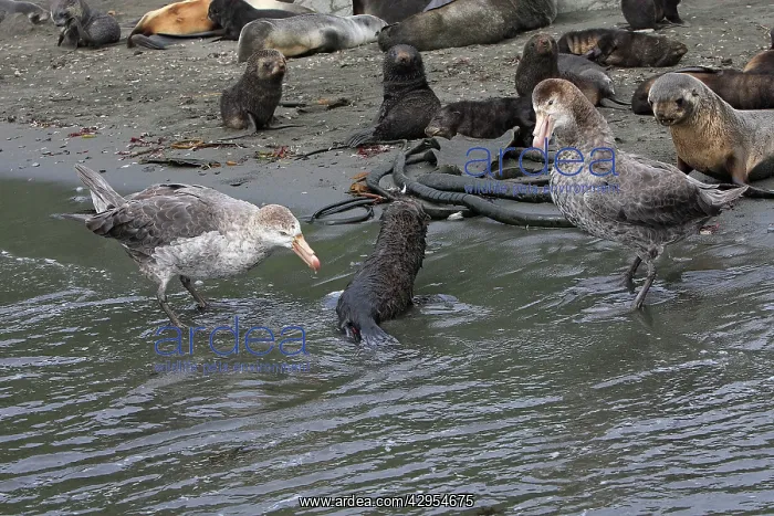 : Southern Giant-Petrel - attacks a baby fur seal : Southern Giant-Petrel - attacks a baby fur seal