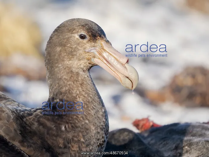: Southern giant petrel at a carcass of a southern elephant : Southern giant petrel at a carcass of a southern elephant