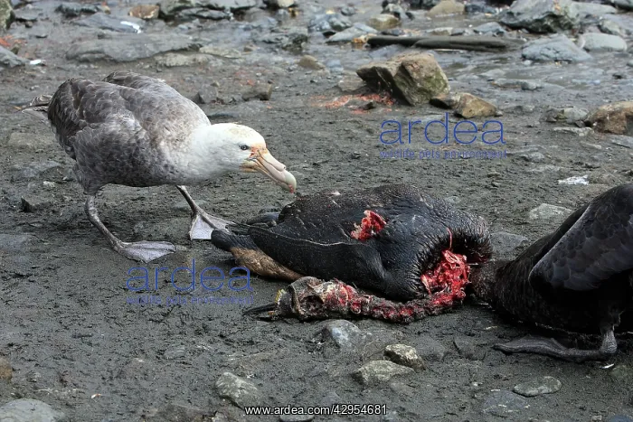 : Southern Giant-Petrel - eating a Penguin : Southern Giant-Petrel - eating a Penguin