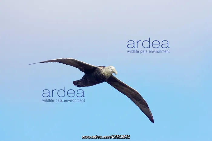 : Southern Giant Petrel - In flight : Southern Giant Petrel - In flight