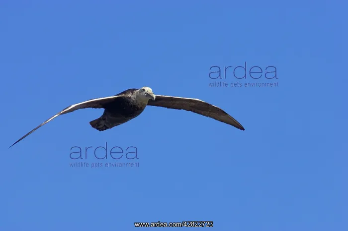 : Southern Giant Petrel - In flight : Southern Giant Petrel - In flight