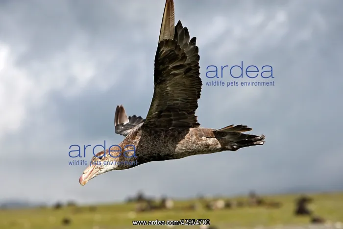  : Southern Giant-Petrel - in flight