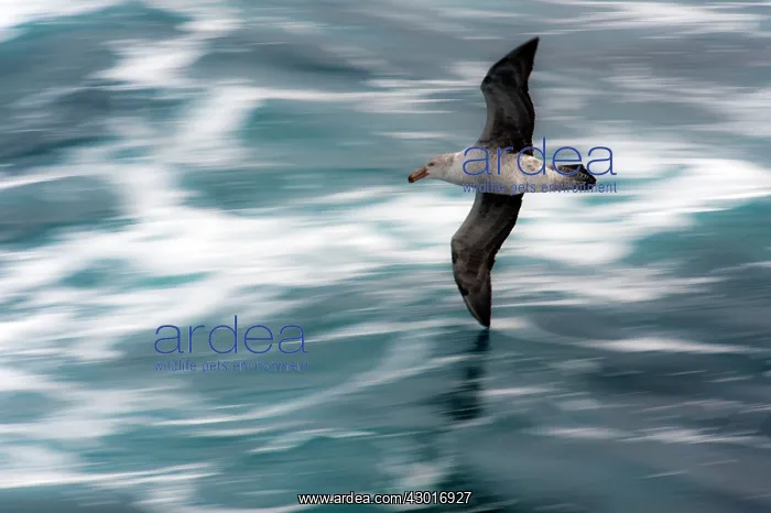  : Southern Giant Petrel in flight