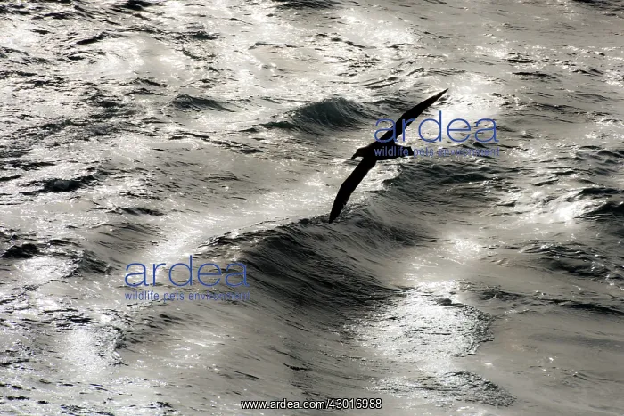 : Southern Giant Petrel in flight : Southern Giant Petrel in flight