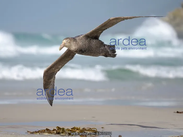 : Southern giant petrel in flight over the coastline of : Southern giant petrel in flight over the coastline of