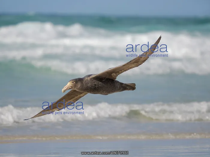 : Southern giant petrel in flight over the coastline of : Southern giant petrel in flight over the coastline of