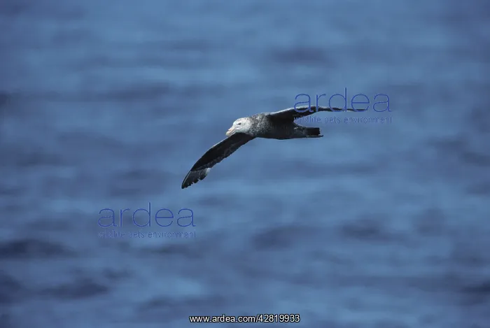 : Southern Giant Petrel - In Flight at sea : Southern Giant Petrel - In Flight at sea