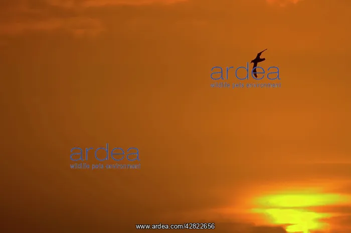 : Southern Giant Petrel - In flight at sunset : Southern Giant Petrel - In flight at sunset