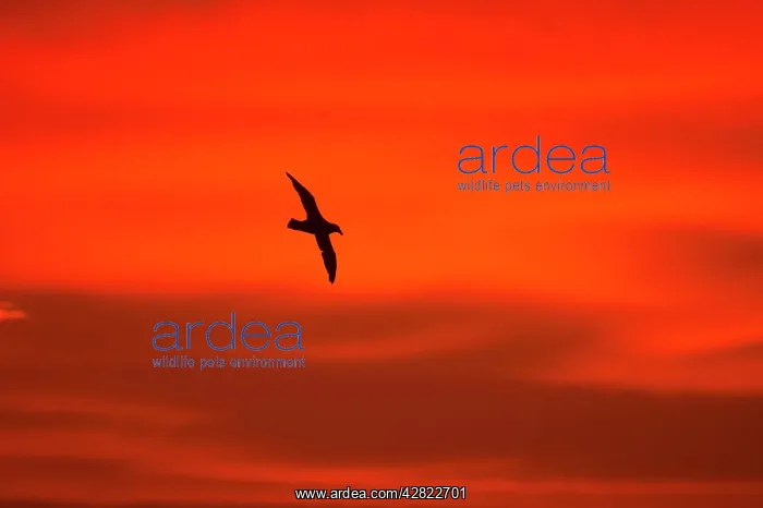 : Southern Giant Petrel - In flight at sunset : Southern Giant Petrel - In flight at sunset