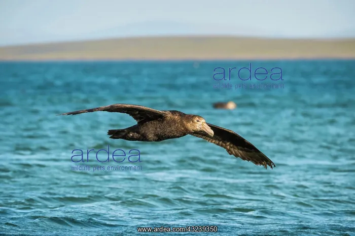: Southern giant petrel (Macronectes giganteus) in : Southern giant petrel (Macronectes giganteus) in