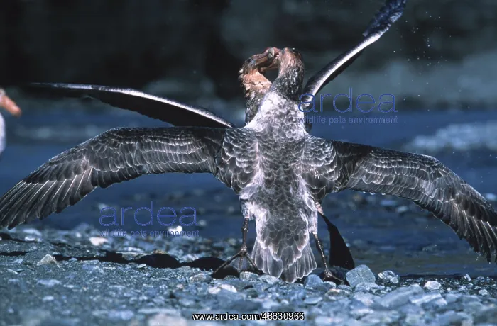 : Southern Giant Petrel (Macronectes giganteus) with : Southern Giant Petrel (Macronectes giganteus) with