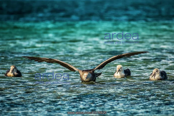 : Southern giant petrel (Macronectes giganteus) lands : Southern giant petrel (Macronectes giganteus) lands