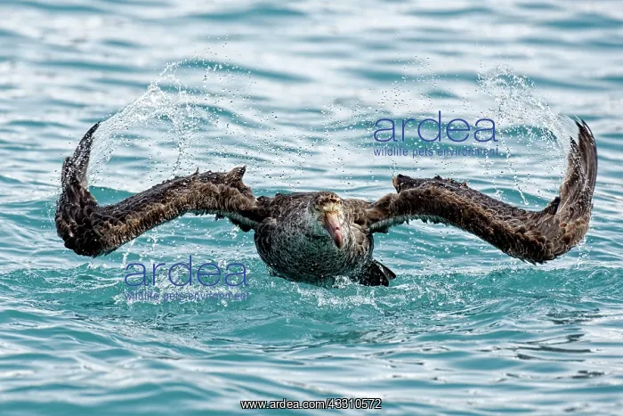 : Southern giant petrel (Macronectes giganteus) takes : Southern giant petrel (Macronectes giganteus) takes