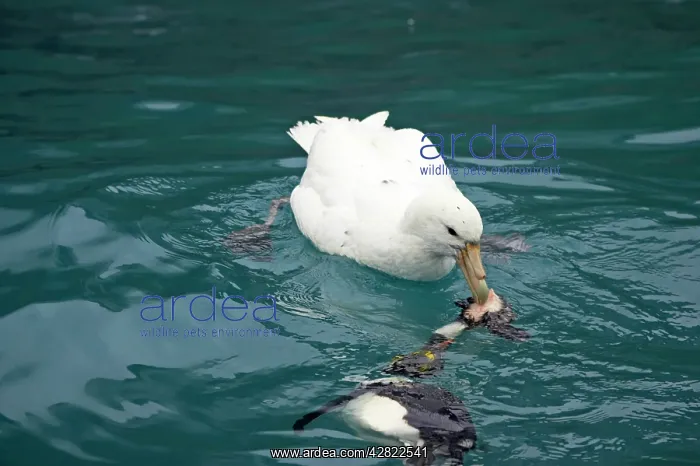 : Southern Giant Petrel - (One of the rare White : Southern Giant Petrel - (One of the rare White