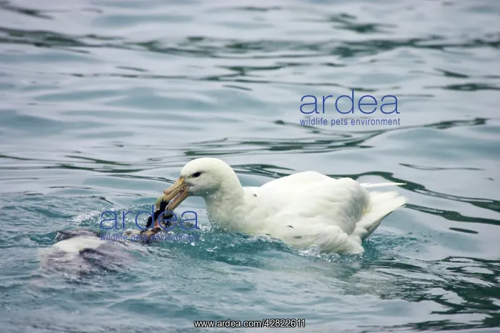 : Southern Giant Petrel - (One of the rare White : Southern Giant Petrel - (One of the rare White