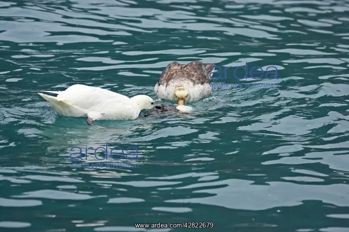 : Southern Giant Petrel - (One of the rare White : Southern Giant Petrel - (One of the rare White