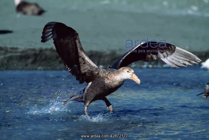 : Southern Giant PETREL - taking off from water : Southern Giant PETREL - taking off from water