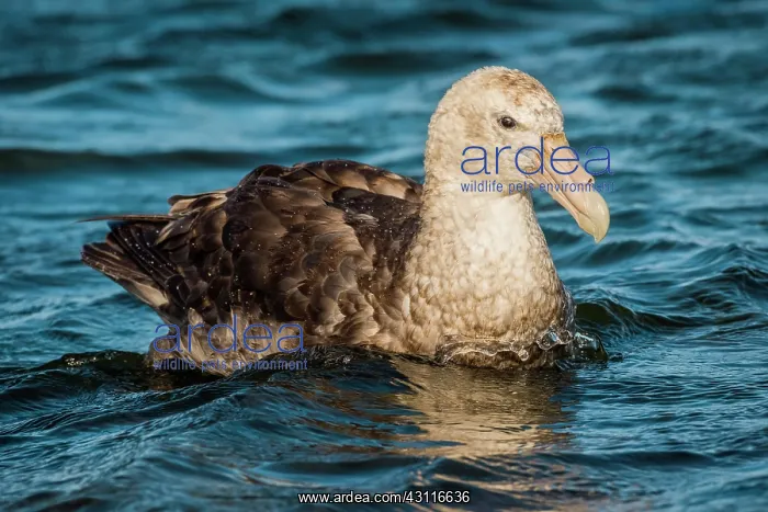  : Southern giant petrels (Macronectes giganteus)