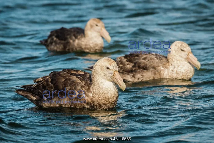 : Southern giant petrels (Macronectes giganteus) : Southern giant petrels (Macronectes giganteus)