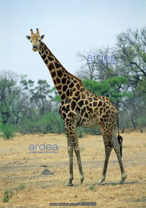 : Southern Giraffe : Southern Giraffe