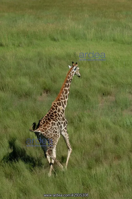 : Southern Giraffe : Southern Giraffe